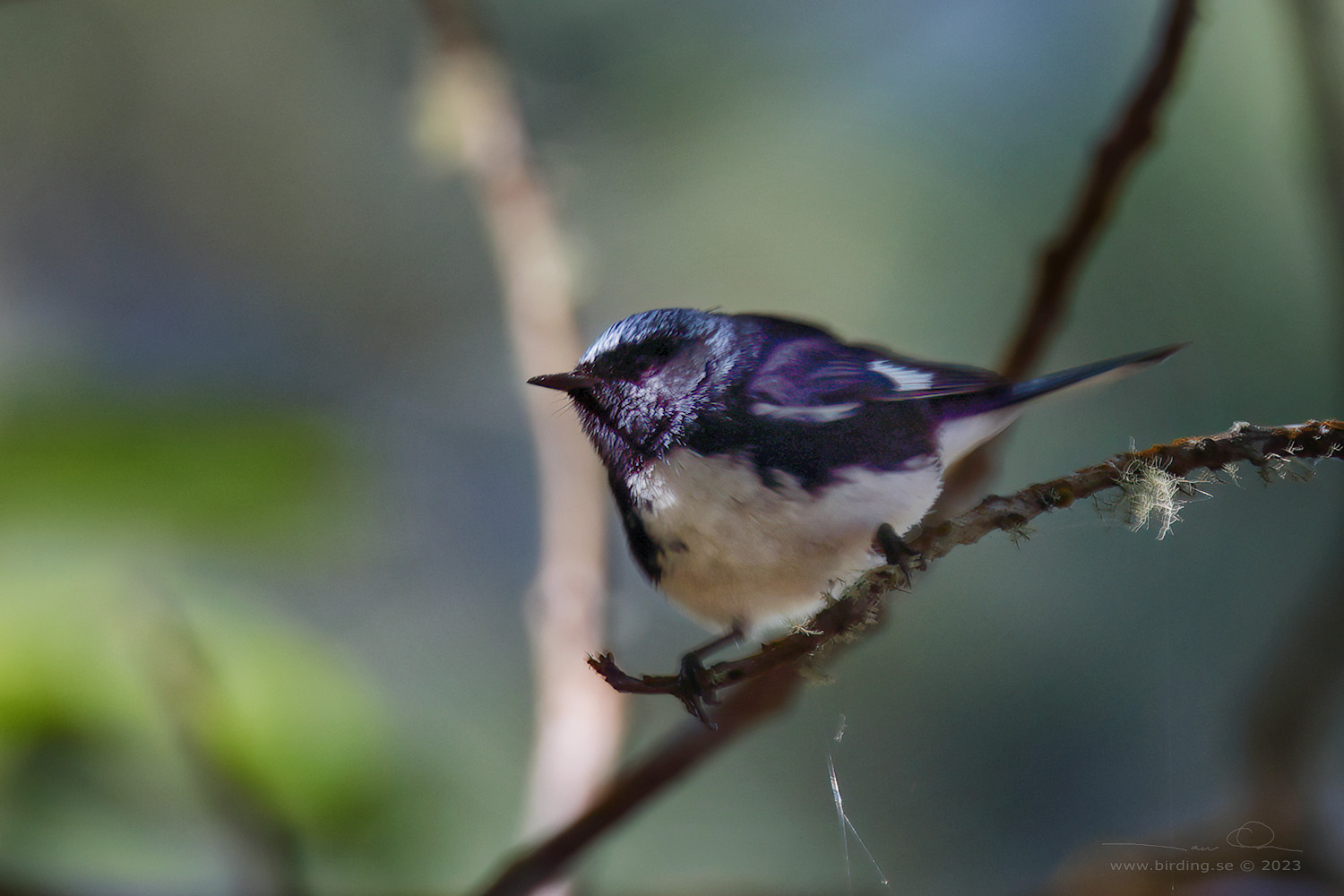 BLACK-THROATED BLUE WARBLER (Setophaga caerulescens)- Stng / Close